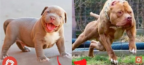 Dogs Grow Up | I'm a Big Kid Now - Cute Baby to Adult Animals