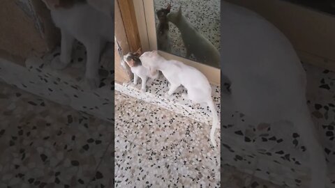 Mom Cat 🐱 giving shower to baby cat 🐈#shorts #funny #funnycats #shortvideo #cat #catstagram #cats