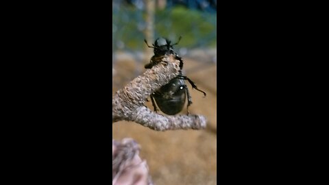 The cottonwood stag beetle