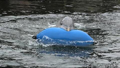 Playful dolphins just want to have fun