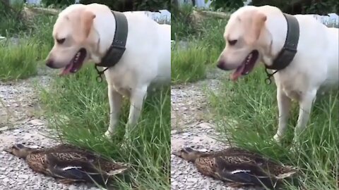 When the duck made a fool out of a Labrador Dog
