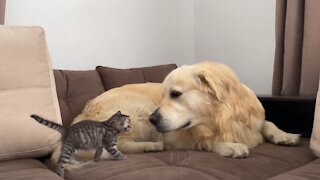 Golden Retriever Confused by Meeting a Baby Kitten
