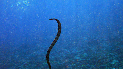 Sea Snakes