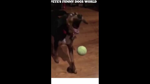 #cutedog, funny animals, animal videos, cute funny dogs