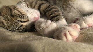 Baby Cat Has Long Whiskers