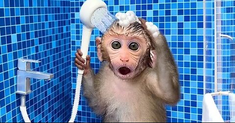 Monkey Baby Bon Bon oes to the toilet and plays