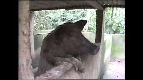 Lipe encantado com os Porquinhos do Sítio em 1º de janeiro de 2007 Caratinga, MG, VHS edição 2021