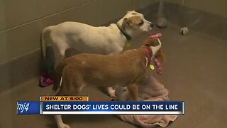 Proposal could put shelter dogs lives on the line