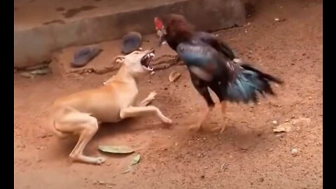 Chicken VS Dog Fight - Funny Dog Fight Videos