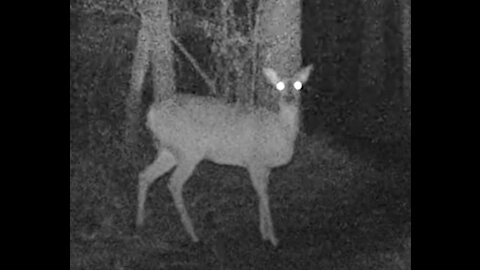 TrailCam Parade of Deer at Night