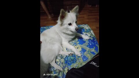 Japanese Spitz In Nepal , Isnt It Wonderful