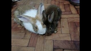 Bunnies likes to eat together