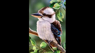 My Experience with a Native Australian Kookaburra (An Experience from 5 Yrs ago!)