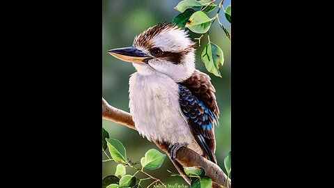 My Experience with a Native Australian Kookaburra (An Experience from 5 Yrs ago!)