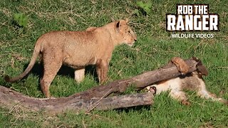 Sand River Lion Pride | Lalashe Maasai Mara Safari