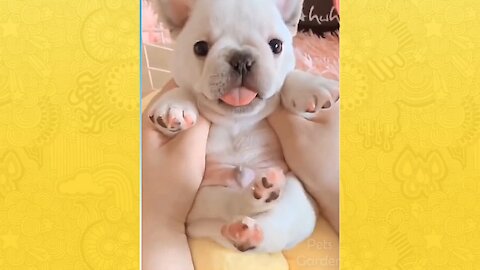 Cute pets funny videos compilation 2021