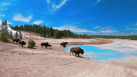 Yellowstone National Park- amAZing views