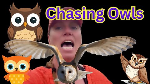 Chasing Owls at 3 am
