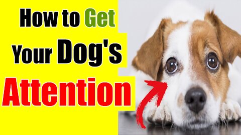 🔴 How to Get Your Dog's Attention