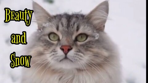 Beauty and Snow - beautiful cats