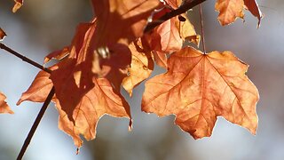 Oak Mountain State Park Fall 2016 Hike.