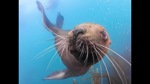 Seals Swimming Underwater