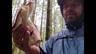 Shrimp Russula (Russula xerampelina) Identification