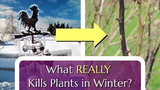 What Really Kills Plants Over Winter (It's not just the cold!)