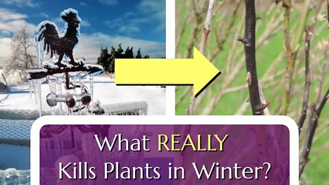 What Really Kills Plants Over Winter (It's not just the cold!)