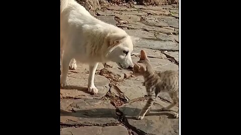 Cat And Dog Fight k @ #shorts #dog #dogfight #cat #catanddog #catplaying #funny #cute #puppy