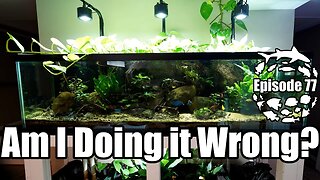 Am I keeping my African Cichlid Aquarium all Wrong?