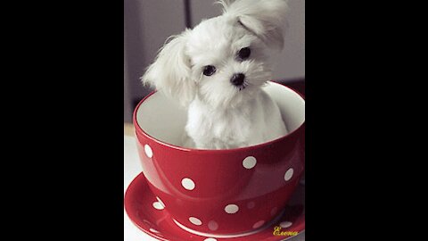 CUTE CUTE PETS BEUTIFUL