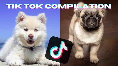 Funny Animals Video * Tik Tok Compilation