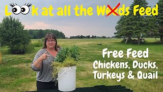 How to Get Free Chicken Food Easily and Quickly