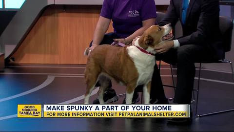 Pet of the week: Spunky is a loving 8-year-old hound mix needing a home for Christmas