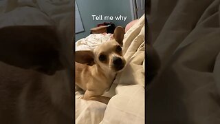 Tell me why #chihuahuababy #chihuahuadog #chihuahualover #chihuahuafanatics #funnychihuahua #funny