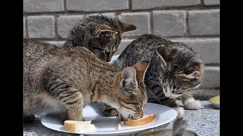Cats are always hungry😂😍😺