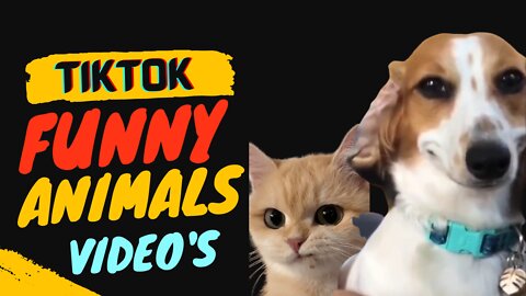 funny animals video just for fun #funnyanimalscompilation #funnypets #dog #cat #horse #viral
