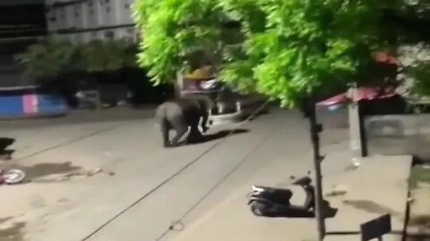 Elephant knocks over bike