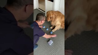 Golden Retriever Smart Dog Knows How To Distinguish Mahjong 🀄
