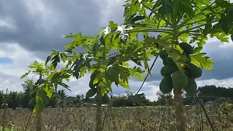 Trải nghiệm vườn cây Miền Tây [Experience Fruit Trees Farm in Cần Thơ] #fruittree #mientay