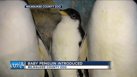 Milwaukee County Zoo announces birth of new Gentoo Penguin