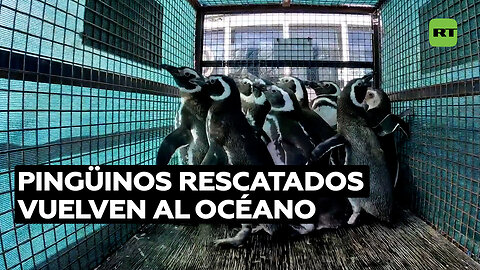 Pingüinos rescatados regresan al mar en Argentina