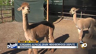 Screaming alpacas spark neighborhood dispute