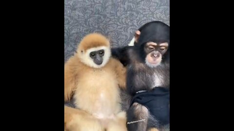 Monkey love 😍