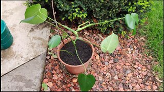 How to plant a monstera in a pot