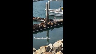 Oceanside pier sea lions