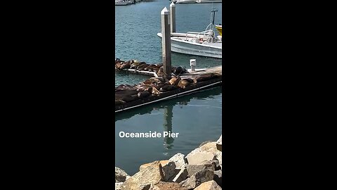 Oceanside pier sea lions