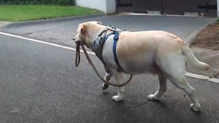 Independent dog carries her own leash
