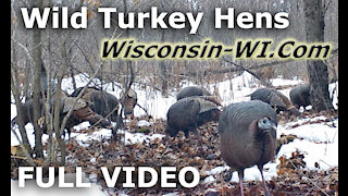 Wisconsin Wild Turkey Hens Full Video - Landman Realty LLC
